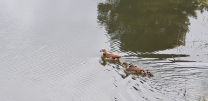 White River Golf Lodge White River Mpumalanga South Africa Duck, Bird, Animal, Lake, Nature, Waters