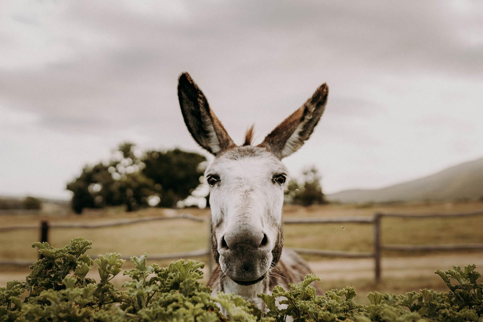 White Water Farm Stanford Western Cape South Africa Donkey, Mammal, Animal, Herbivore