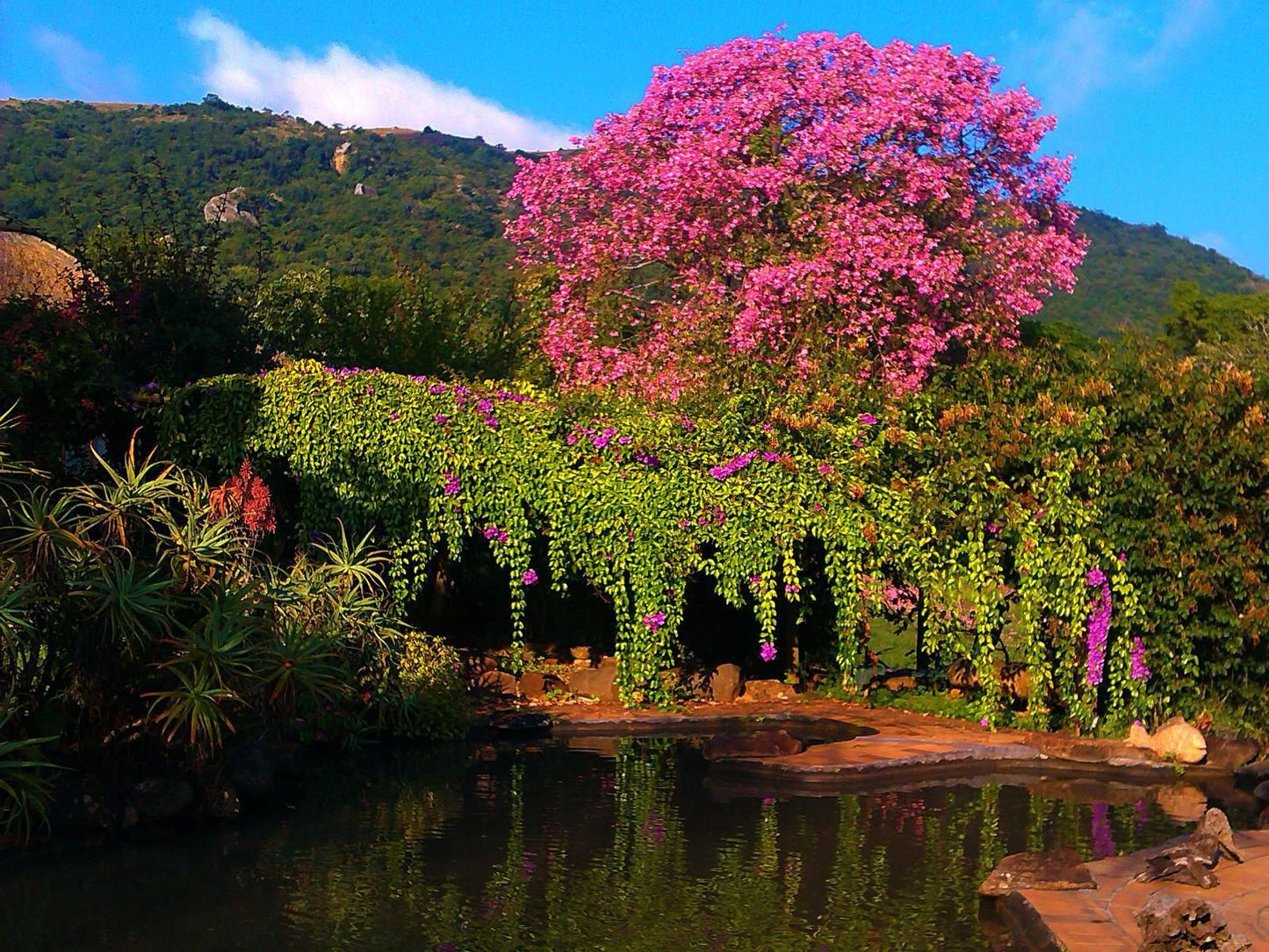 Wide Horizons Mountain Retreat, Blossom, Plant, Nature, Garden