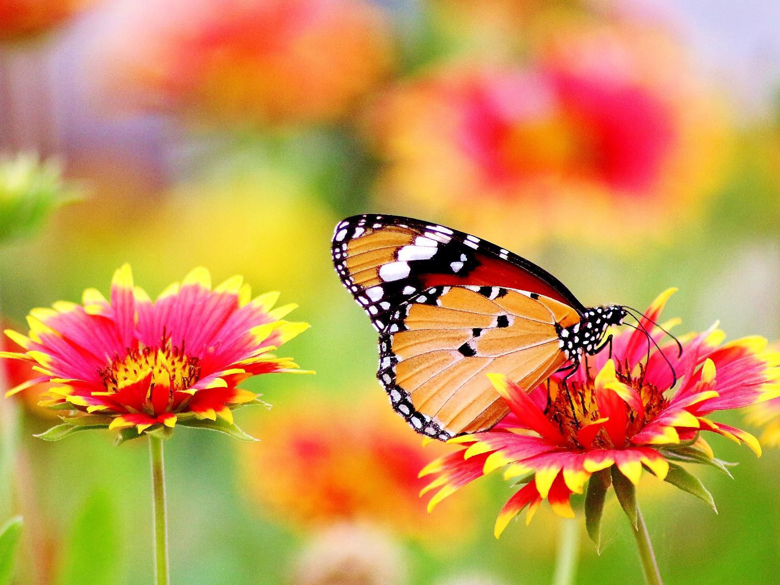 Wide Horizons Mountain Retreat, Colorful, Flower, Plant, Nature, Butterfly, Insect, Animal, Bokeh