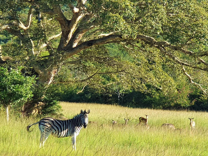 Wide Horizons Mountain Retreat, Zebra, Mammal, Animal, Herbivore