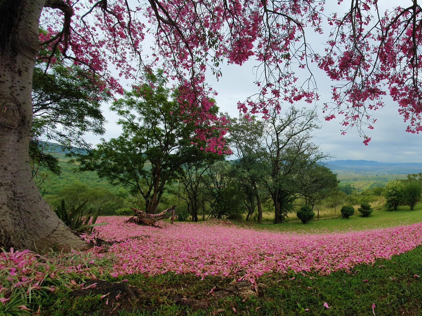 Wide Horizons Mountain Retreat, Blossom, Plant, Nature, Meadow