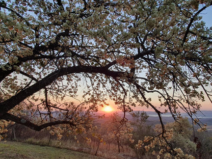 Wide Horizons Mountain Retreat, Sky, Nature, Tree, Plant, Wood, Sunset