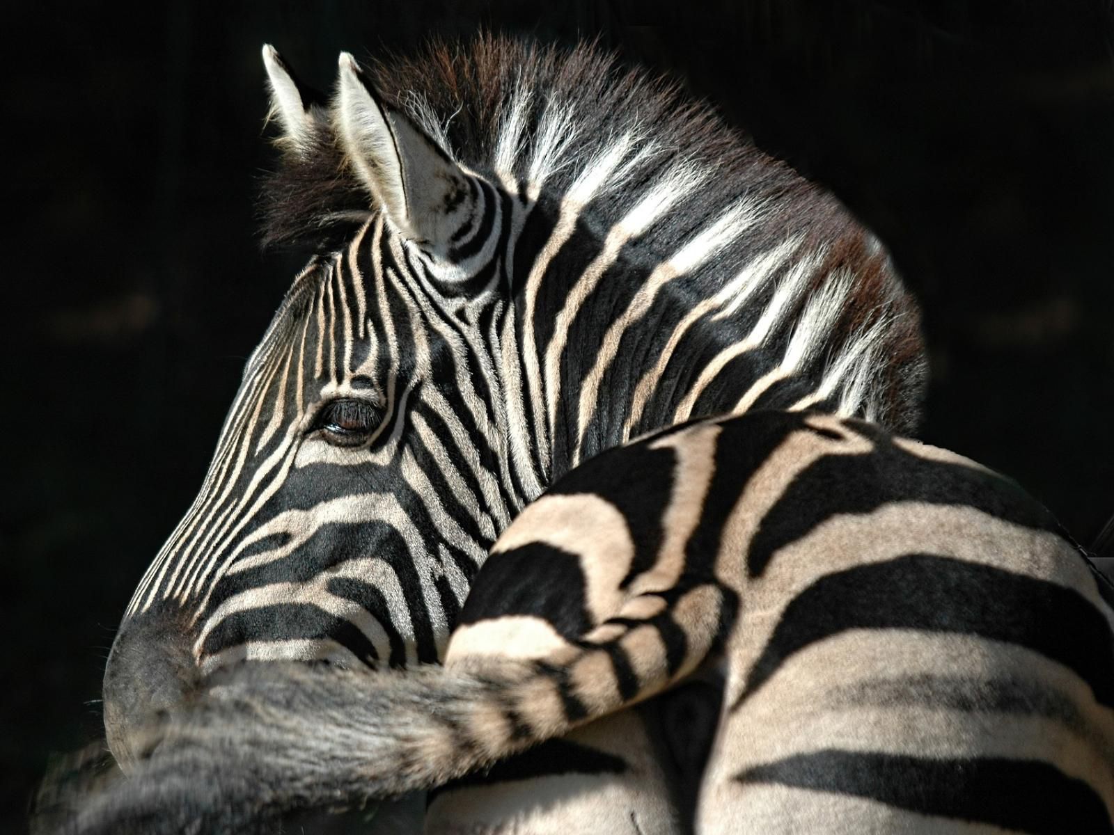 Wide Horizons Mountain Retreat, Zebra, Mammal, Animal, Herbivore