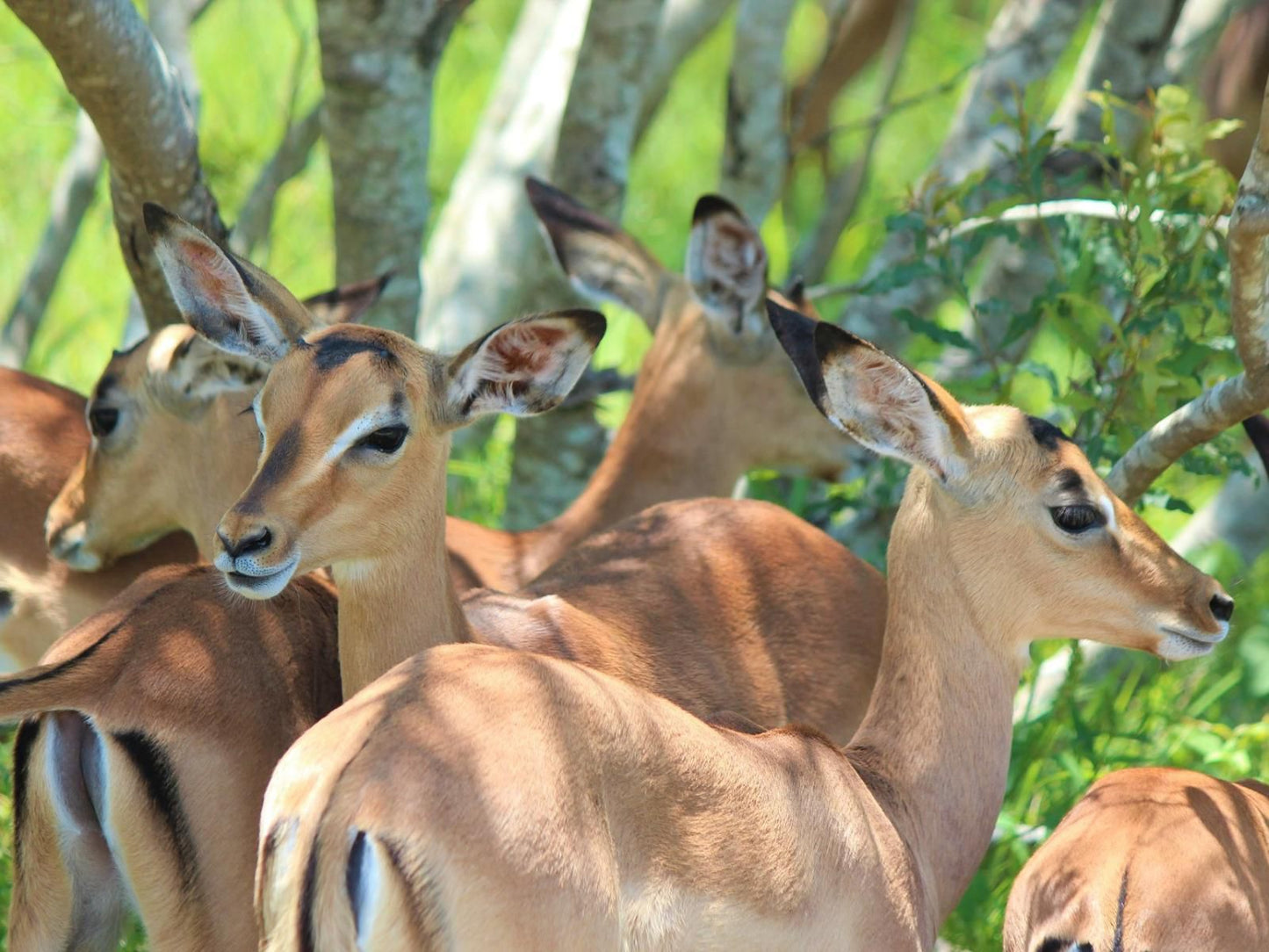 Wide Horizons Mountain Retreat, Deer, Mammal, Animal, Herbivore