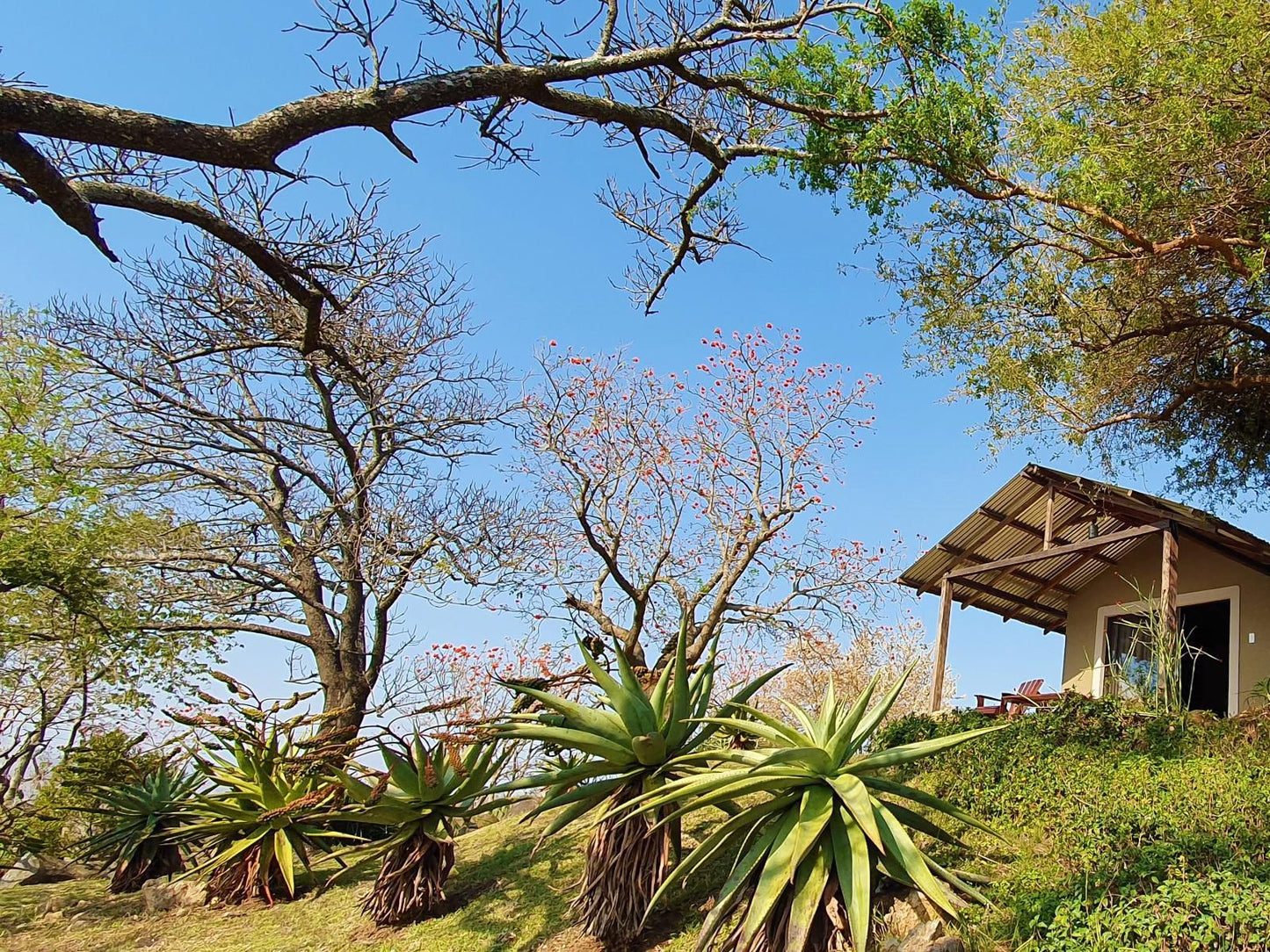 Wide Horizons Mountain Retreat, Aloe Camp, Plant, Nature