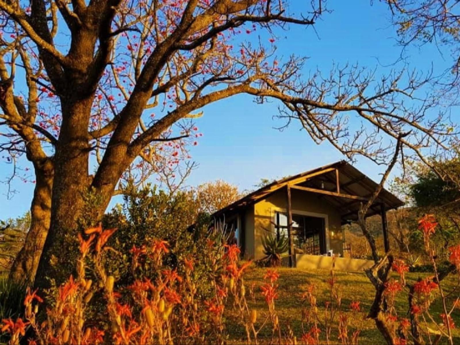 Wide Horizons Mountain Retreat, Campsite, Tree, Plant, Nature, Wood, Autumn