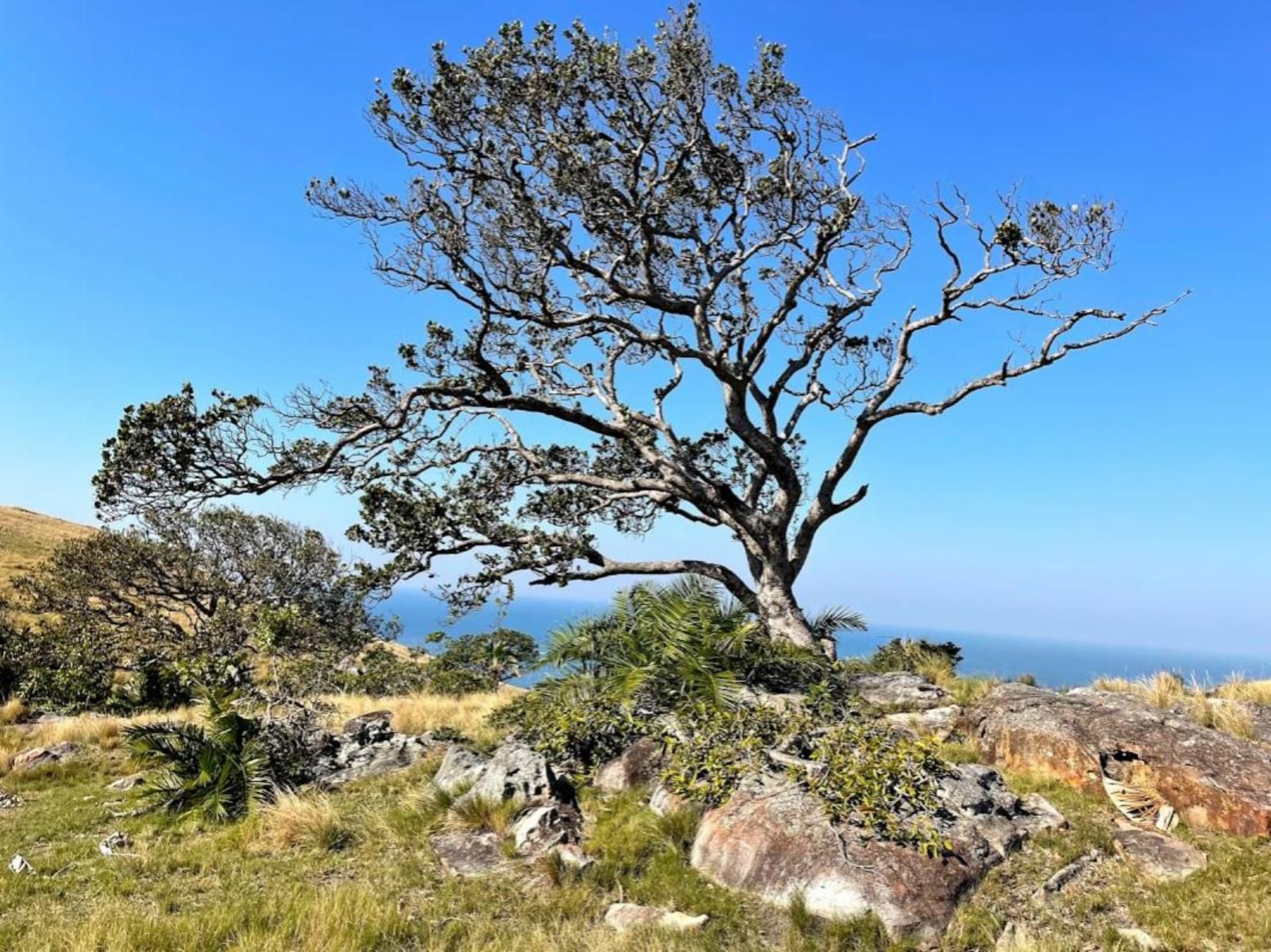 Wild Coast Homestays Selborne East London Eastern Cape South Africa Complementary Colors, Tree, Plant, Nature, Wood