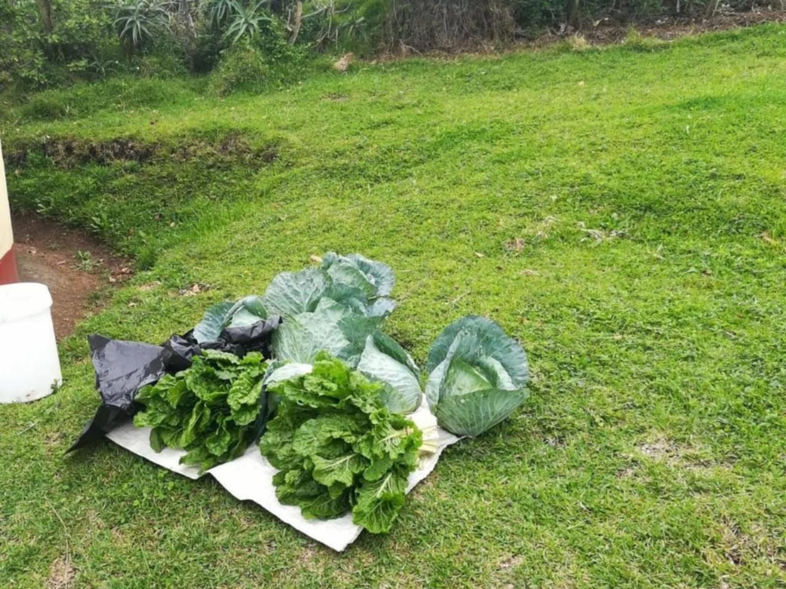 Wild Coast Homestays Selborne East London Eastern Cape South Africa Cabbage, Vegetable, Food