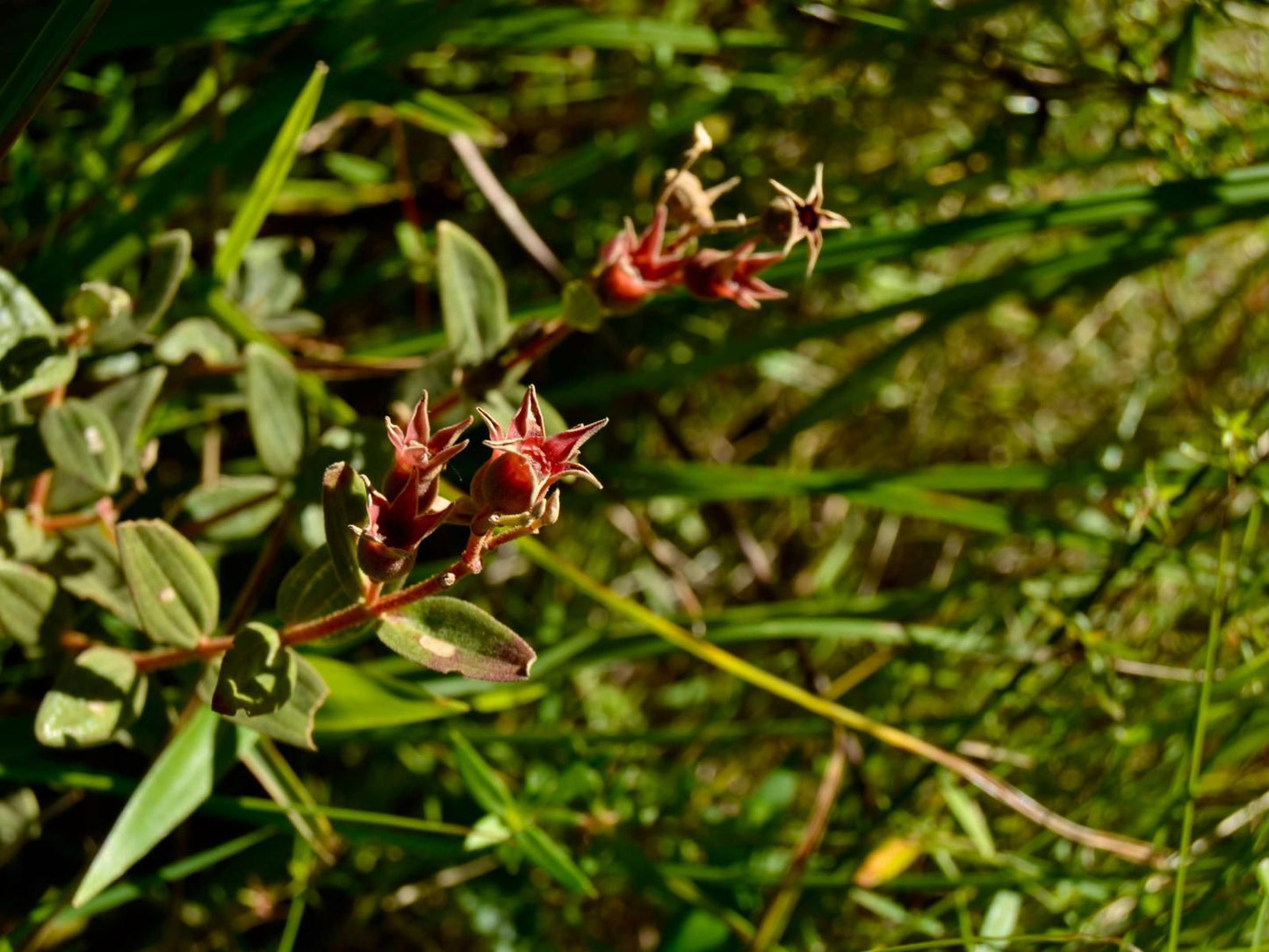 Wild Coast Homestays Selborne East London Eastern Cape South Africa Colorful, Plant, Nature