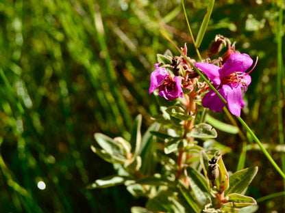 Wild Coast Homestays Selborne East London Eastern Cape South Africa Colorful, Flower, Plant, Nature