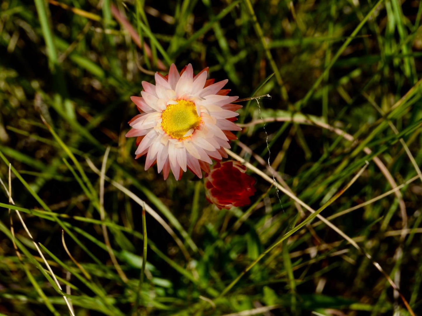 Wild Coast Homestays Selborne East London Eastern Cape South Africa Colorful, Daisy, Flower, Plant, Nature, Meadow