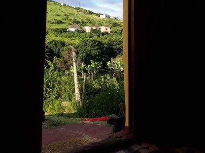 Wild Coast Homestays Selborne East London Eastern Cape South Africa Cat, Mammal, Animal, Pet, Palm Tree, Plant, Nature, Wood, Window, Architecture, Framing