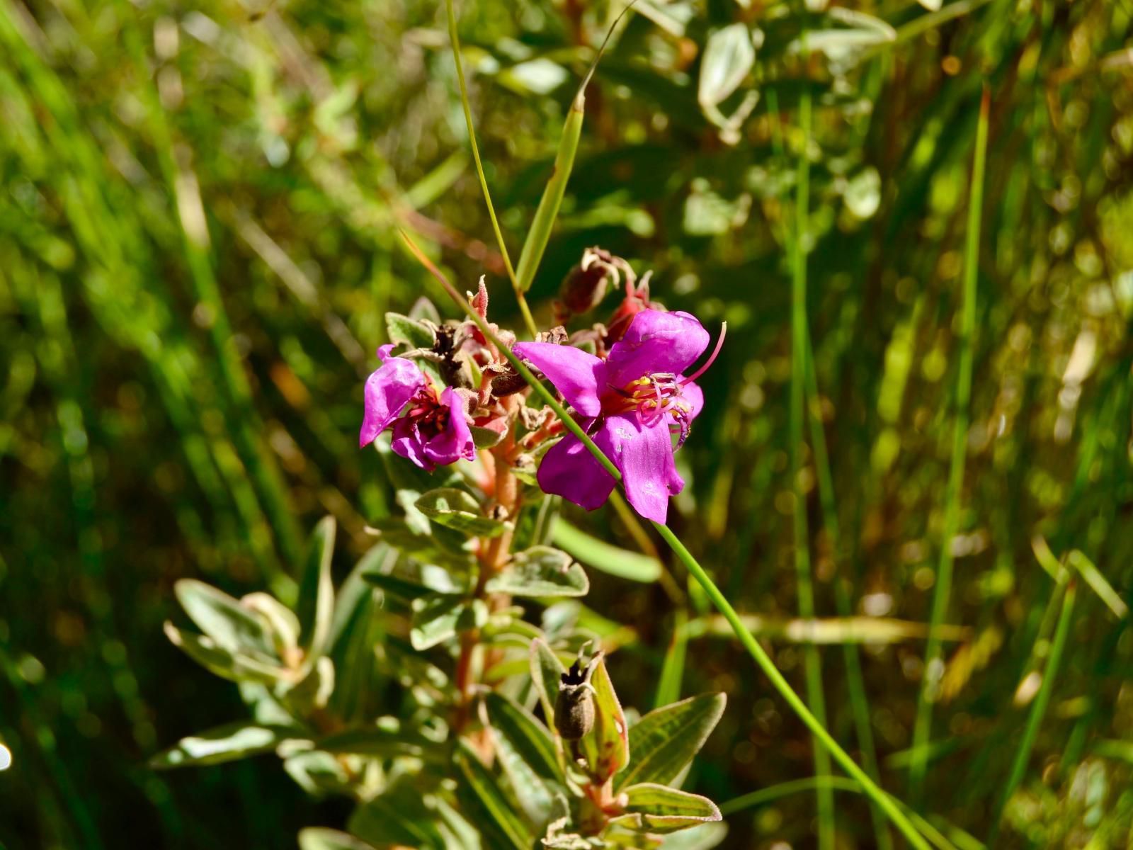 Wild Coast Homestays Selborne East London Eastern Cape South Africa Colorful, Flower, Plant, Nature, Orchid