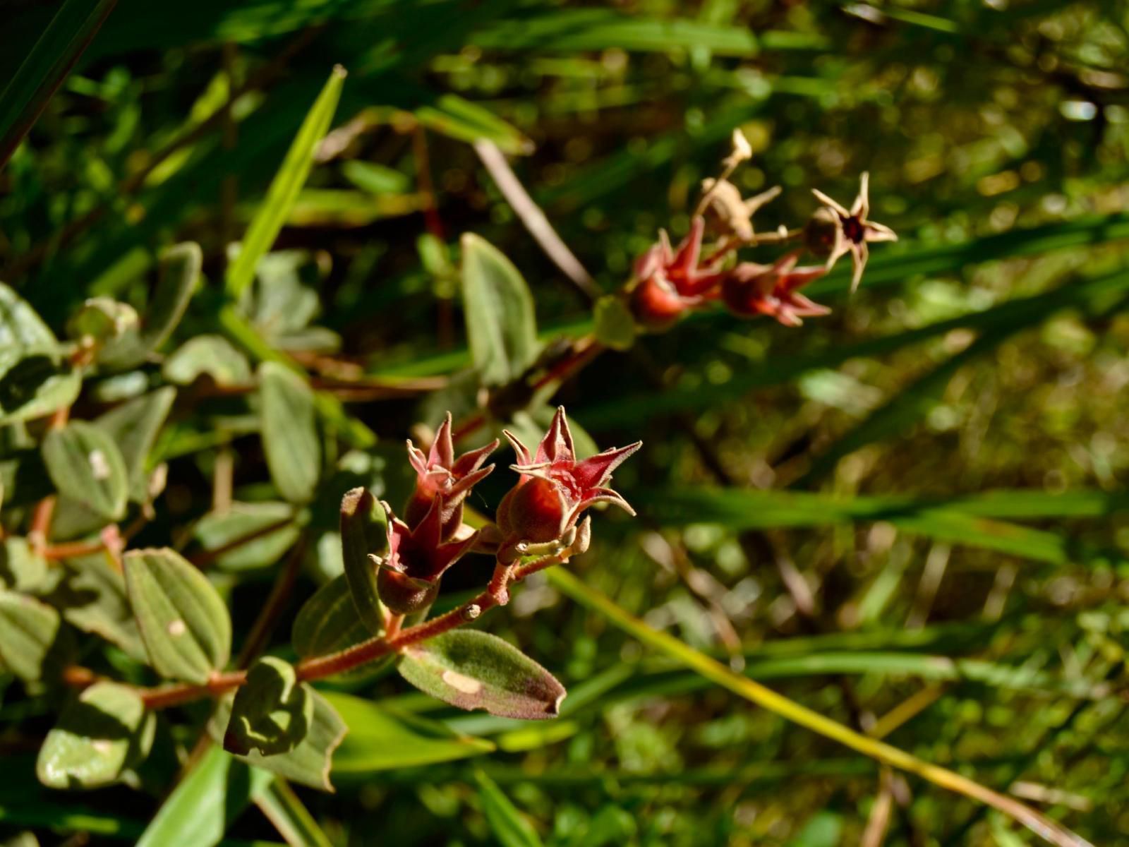 Wild Coast Homestays Selborne East London Eastern Cape South Africa Colorful, Plant, Nature