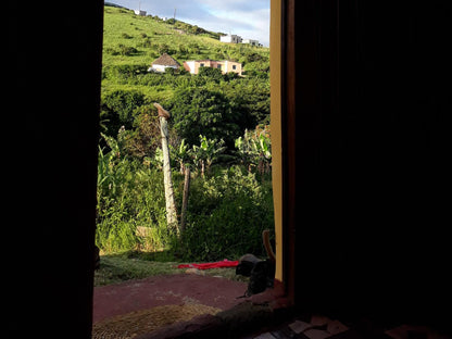 Wild Coast Homestays Selborne East London Eastern Cape South Africa Palm Tree, Plant, Nature, Wood, Window, Architecture, Framing, Highland