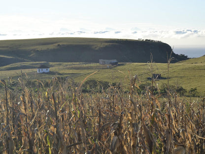 Wild Coast Homestays Selborne East London Eastern Cape South Africa Field, Nature, Agriculture, Tractor, Vehicle