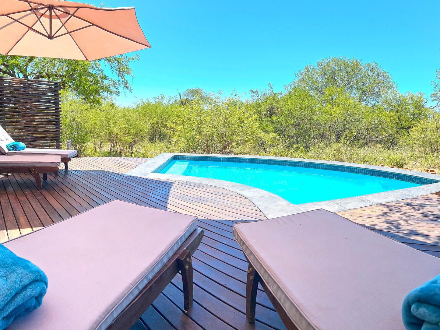 Wild Dog Guest Lodge Hoedspruit Limpopo Province South Africa Complementary Colors, Swimming Pool