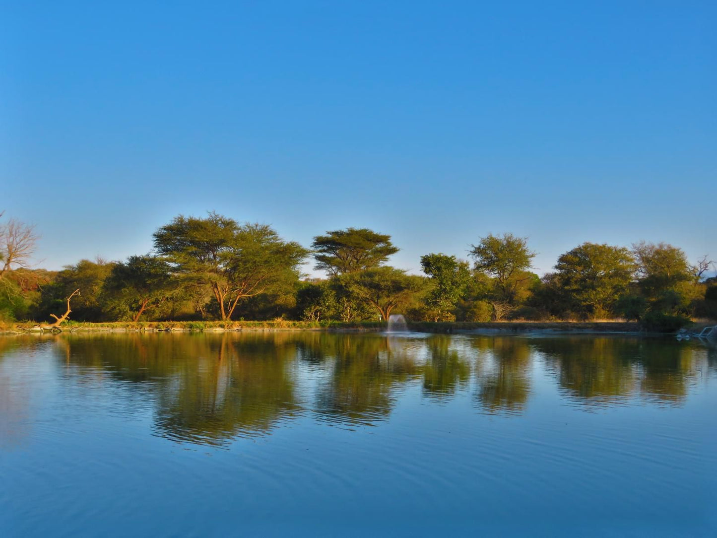 Wild Dog Guest Lodge Hoedspruit Limpopo Province South Africa Colorful, Nature