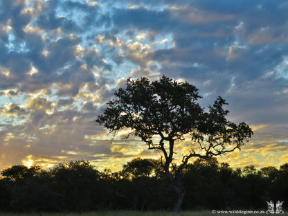 Wild Dog Guest Lodge Hoedspruit Limpopo Province South Africa Sky, Nature, Tree, Plant, Wood, Sunset