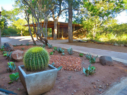 Wild Dog Guest Lodge Hoedspruit Limpopo Province South Africa Cactus, Plant, Nature, Garden