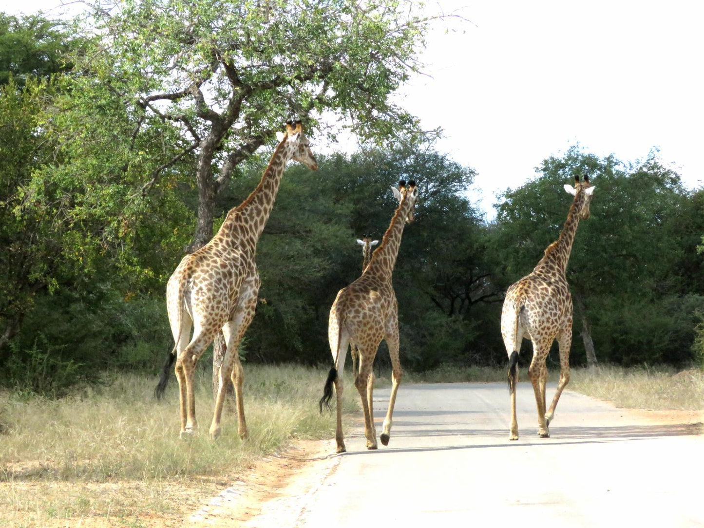 Nyala Cottage @ Wild Dog Guest Lodge