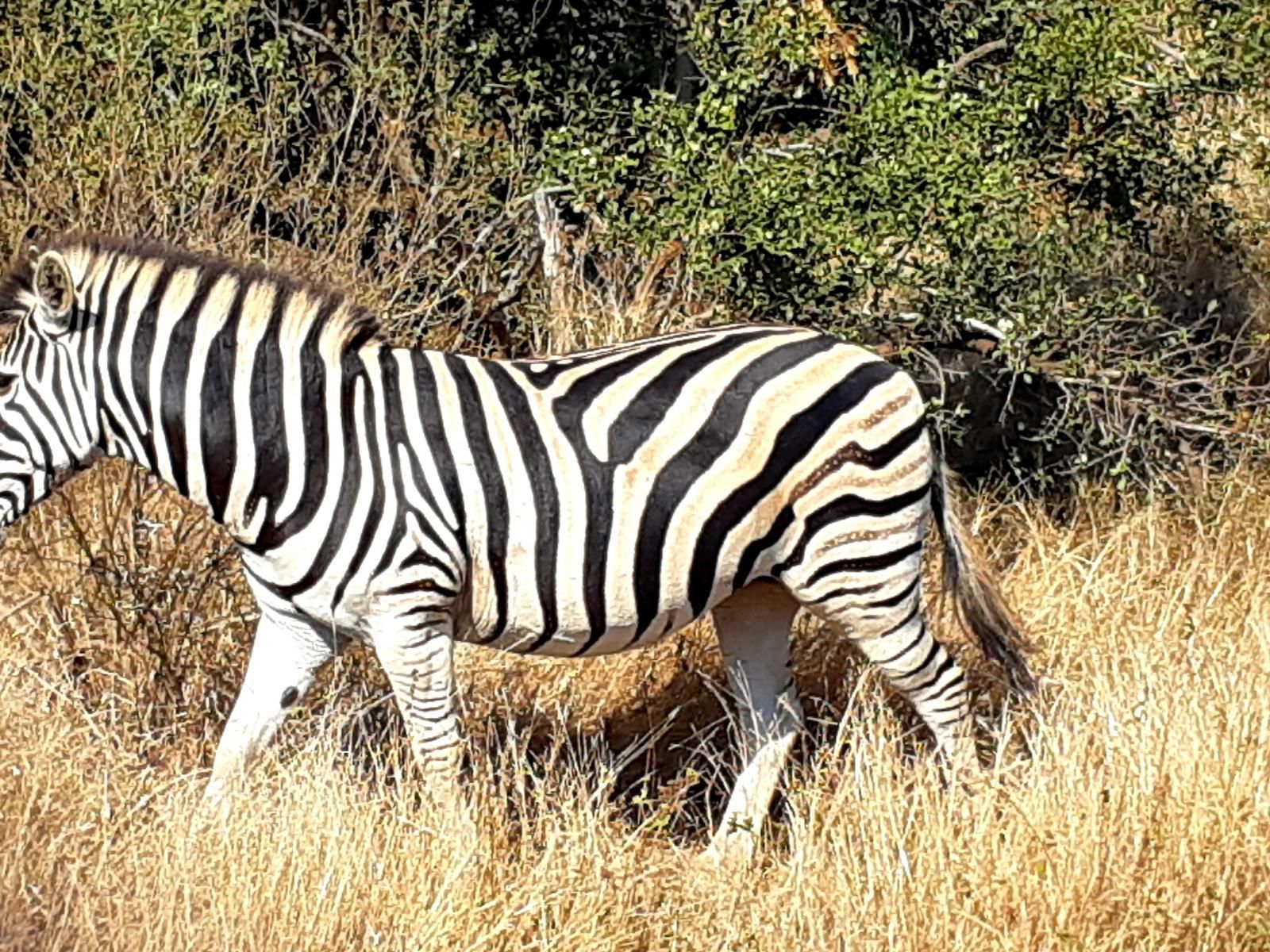 Wild Fig Guesthouse White River Mpumalanga South Africa Zebra, Mammal, Animal, Herbivore