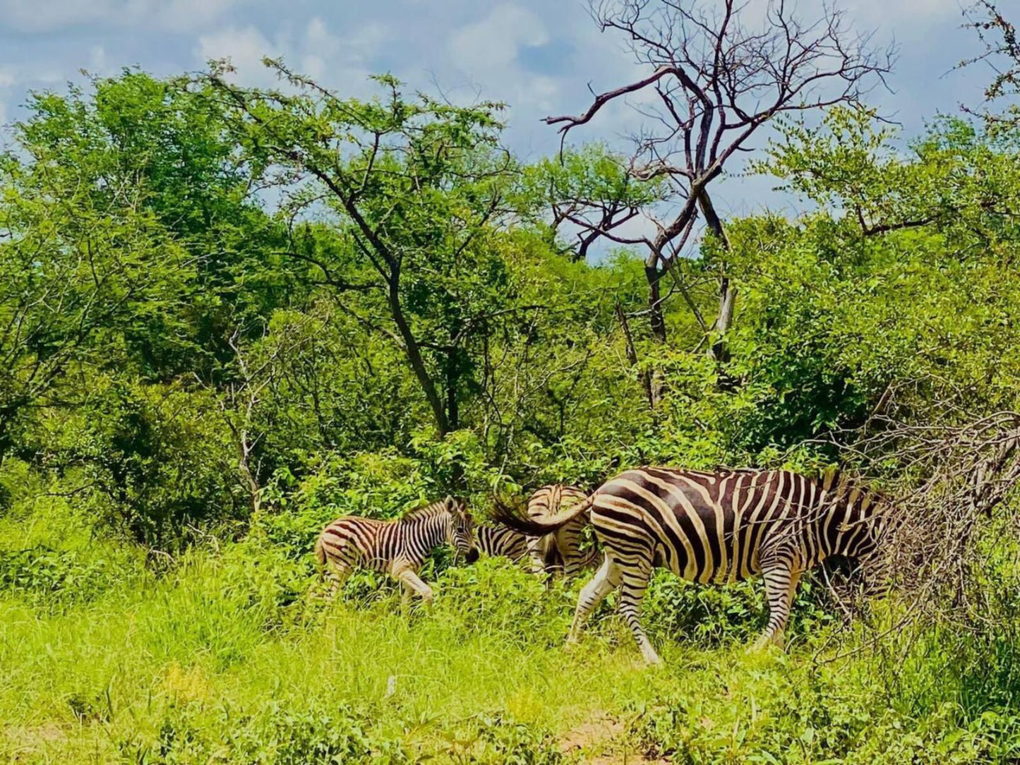 Wild Heart Safari Accommodation Hoedspruit Limpopo Province South Africa Zebra, Mammal, Animal, Herbivore