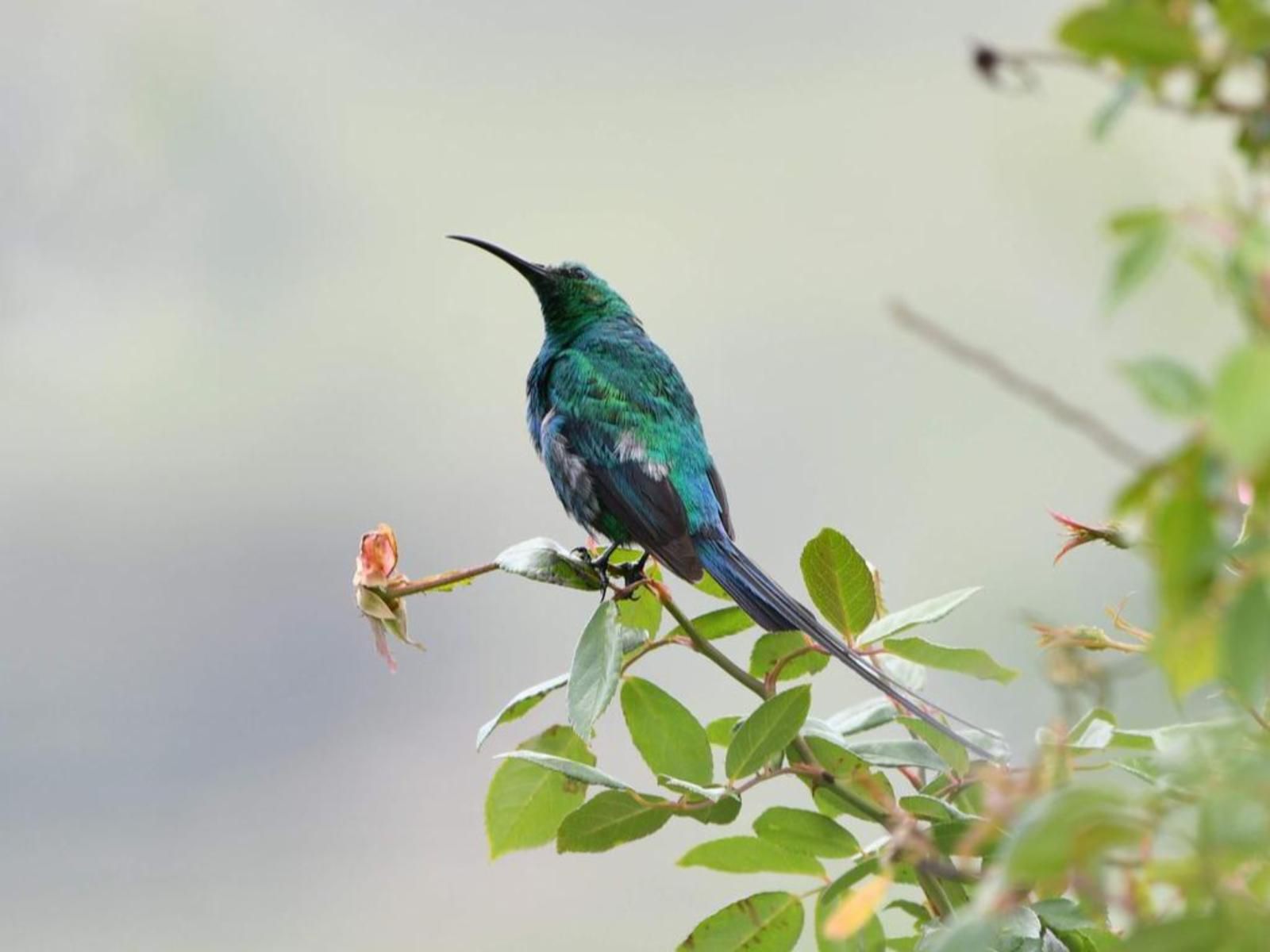 Wild Horses Lodge, Bird, Animal