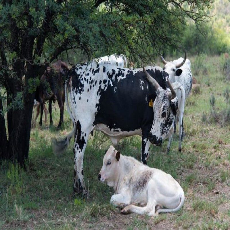 Wild Olive Country Retreat Parys Free State South Africa Cow, Mammal, Animal, Agriculture, Farm Animal, Herbivore