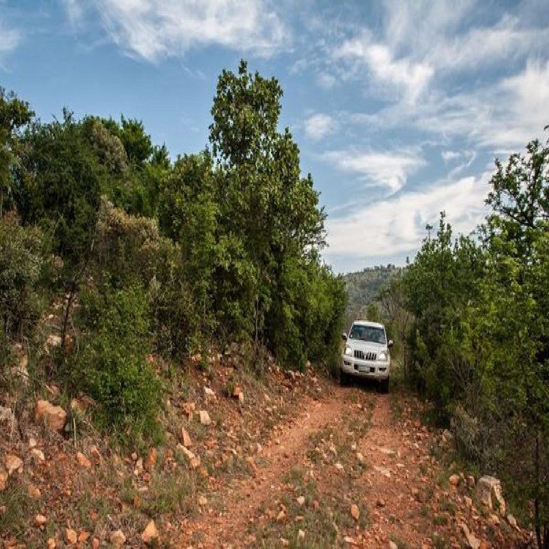 Wild Olive Country Retreat Parys Free State South Africa Complementary Colors, Forest, Nature, Plant, Tree, Wood, Street, Vehicle