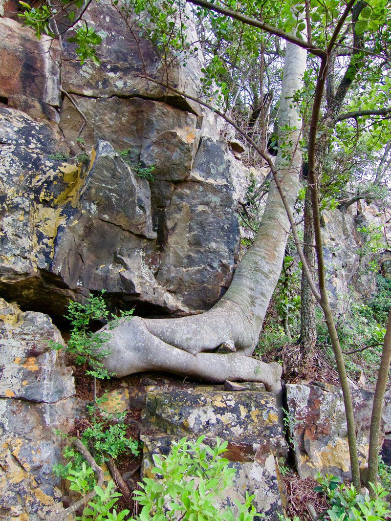 Wild Syringa Magaliesburg Gauteng South Africa Forest, Nature, Plant, Tree, Wood, Stone Texture, Texture