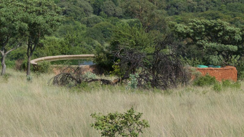 Wild Syringa Magaliesburg Gauteng South Africa Forest, Nature, Plant, Tree, Wood