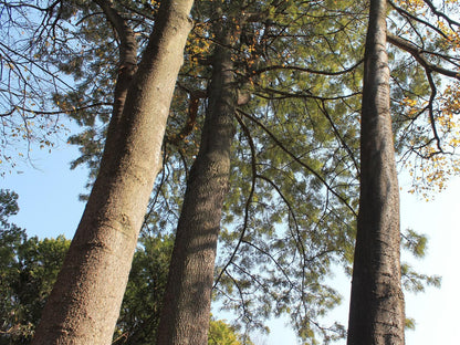 Wild Tree Lodge, Forest, Nature, Plant, Tree, Wood