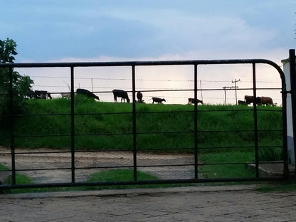 Wild Berry Guest Farm Mooi River Kwazulu Natal South Africa Animal