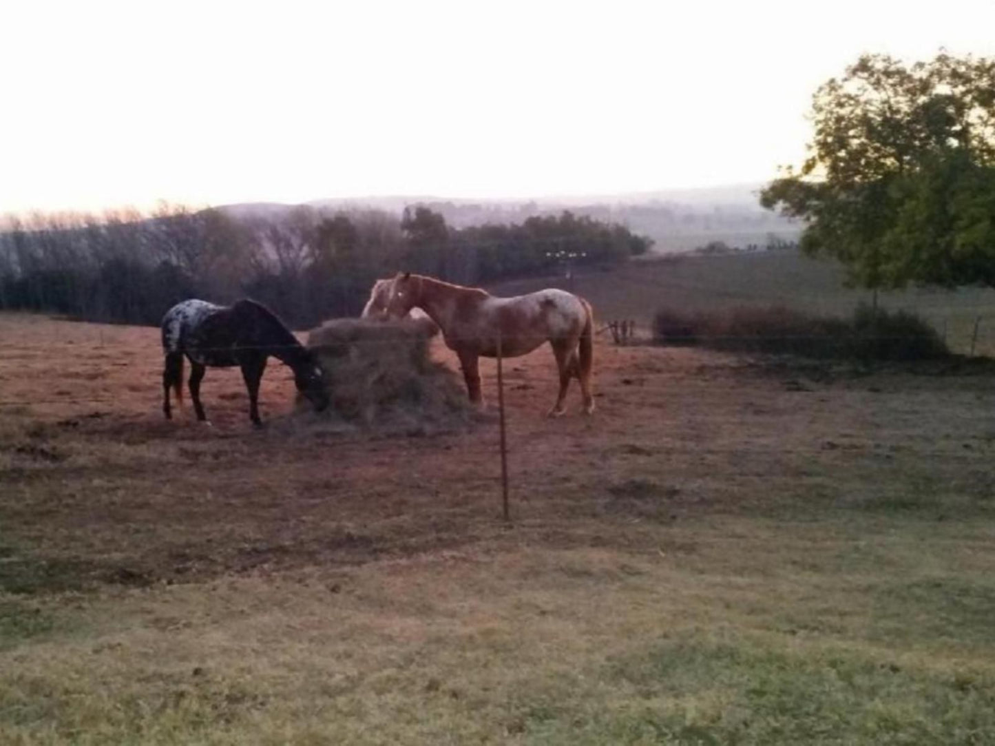 Wild Berry Guest Farm Mooi River Kwazulu Natal South Africa Unsaturated, Horse, Mammal, Animal, Herbivore