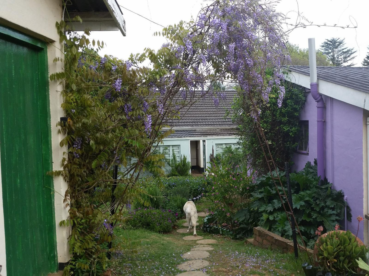 Wild Berry Guest Farm Mooi River Kwazulu Natal South Africa Dog, Mammal, Animal, Pet, House, Building, Architecture, Plant, Nature, Garden