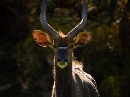 Wildehondekloof Swartberg Private Game Reserve Western Cape South Africa Animal