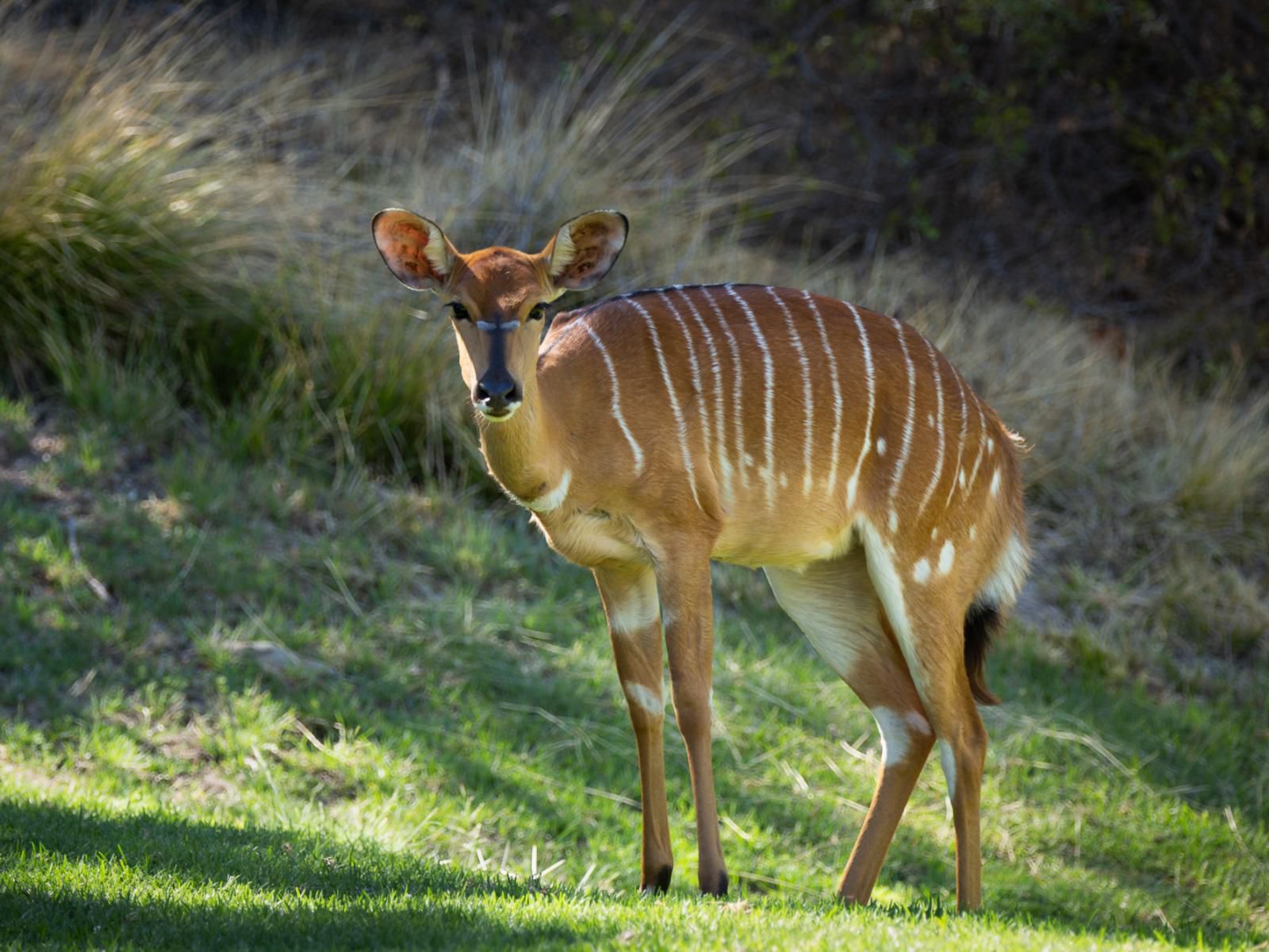 Wildehondekloof Swartberg Private Game Reserve Western Cape South Africa Animal