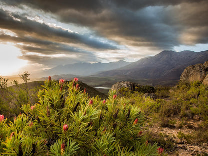 Wildehondekloof Swartberg Private Game Reserve Western Cape South Africa Nature