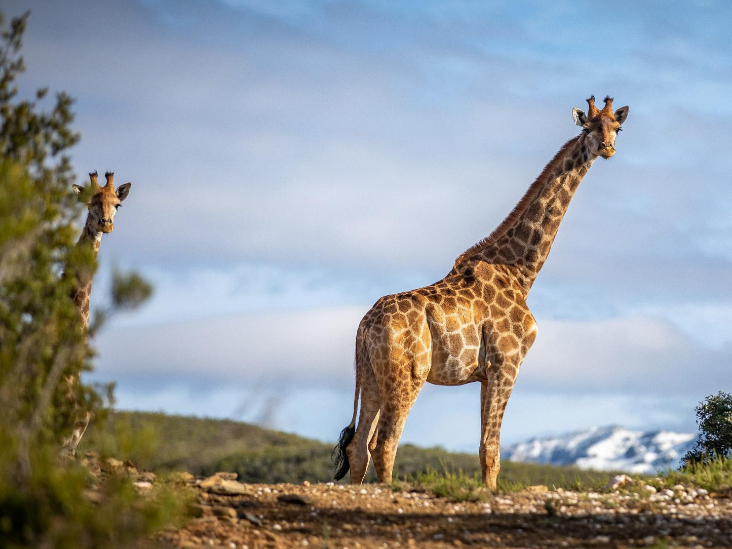 Wildehondekloof Swartberg Private Game Reserve Western Cape South Africa Complementary Colors, Giraffe, Mammal, Animal, Herbivore