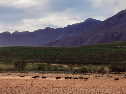 Wildehondekloof Swartberg Private Game Reserve Western Cape South Africa Desert, Nature, Sand