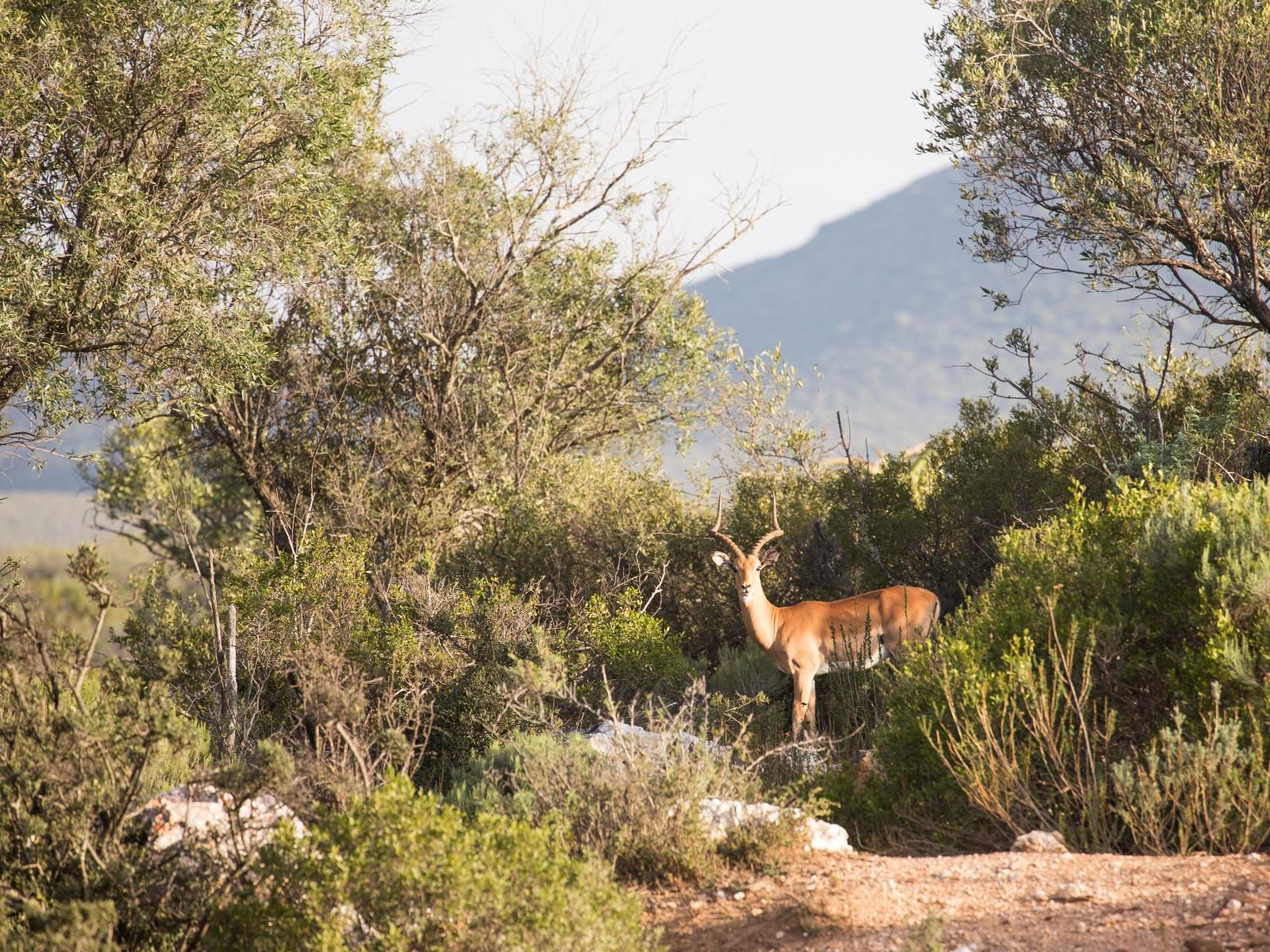 Wildehondekloof Swartberg Private Game Reserve Western Cape South Africa Animal