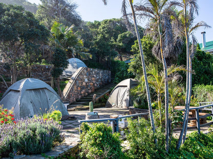 Wilderness Beach House Backpackers Lodge Wilderness Western Cape South Africa Palm Tree, Plant, Nature, Wood, Garden