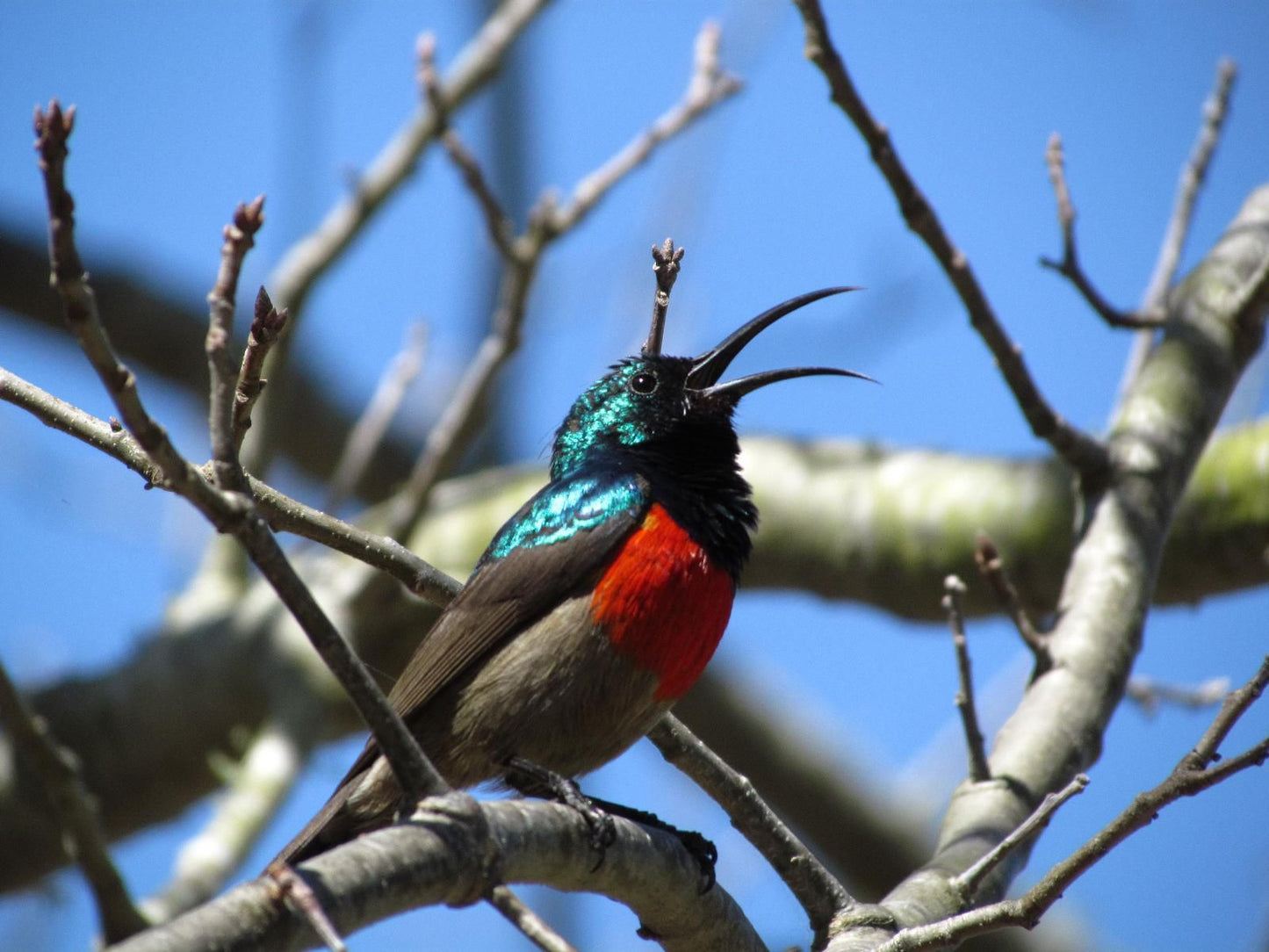 Wilderness Farmhouse Duiwe River Wilderness Western Cape South Africa Kingfisher, Bird, Animal