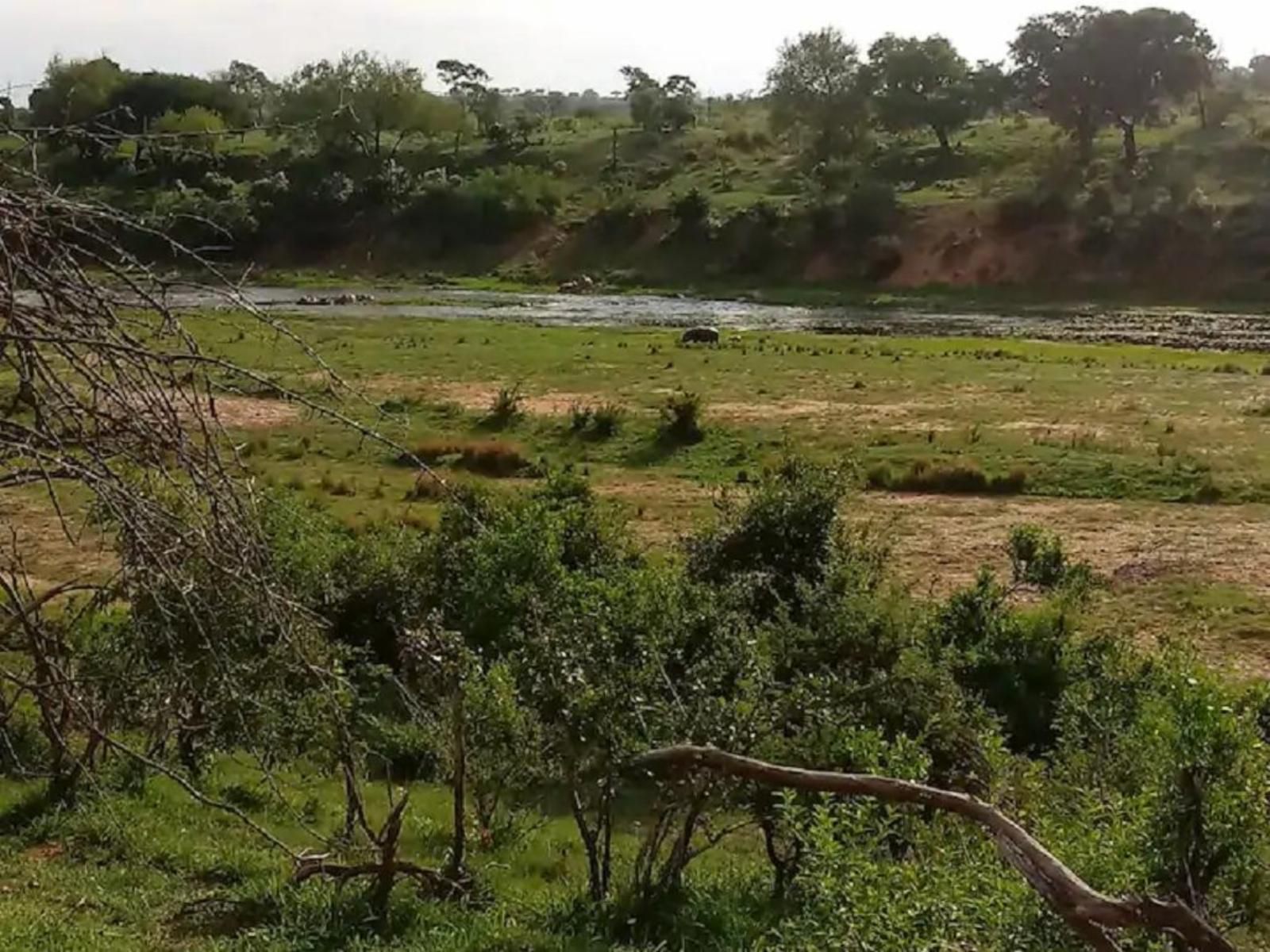 Marloth Wild Fig Marloth Park Mpumalanga South Africa River, Nature, Waters, Tree, Plant, Wood