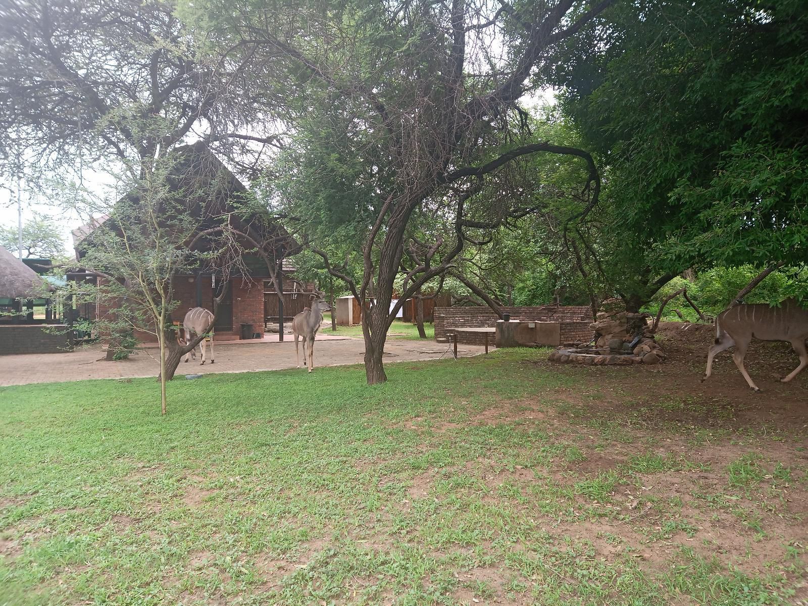 Marloth Wild Fig Marloth Park Mpumalanga South Africa Tree, Plant, Nature, Wood