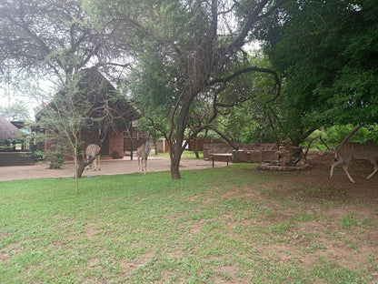 Marloth Wild Fig Marloth Park Mpumalanga South Africa Tree, Plant, Nature, Wood