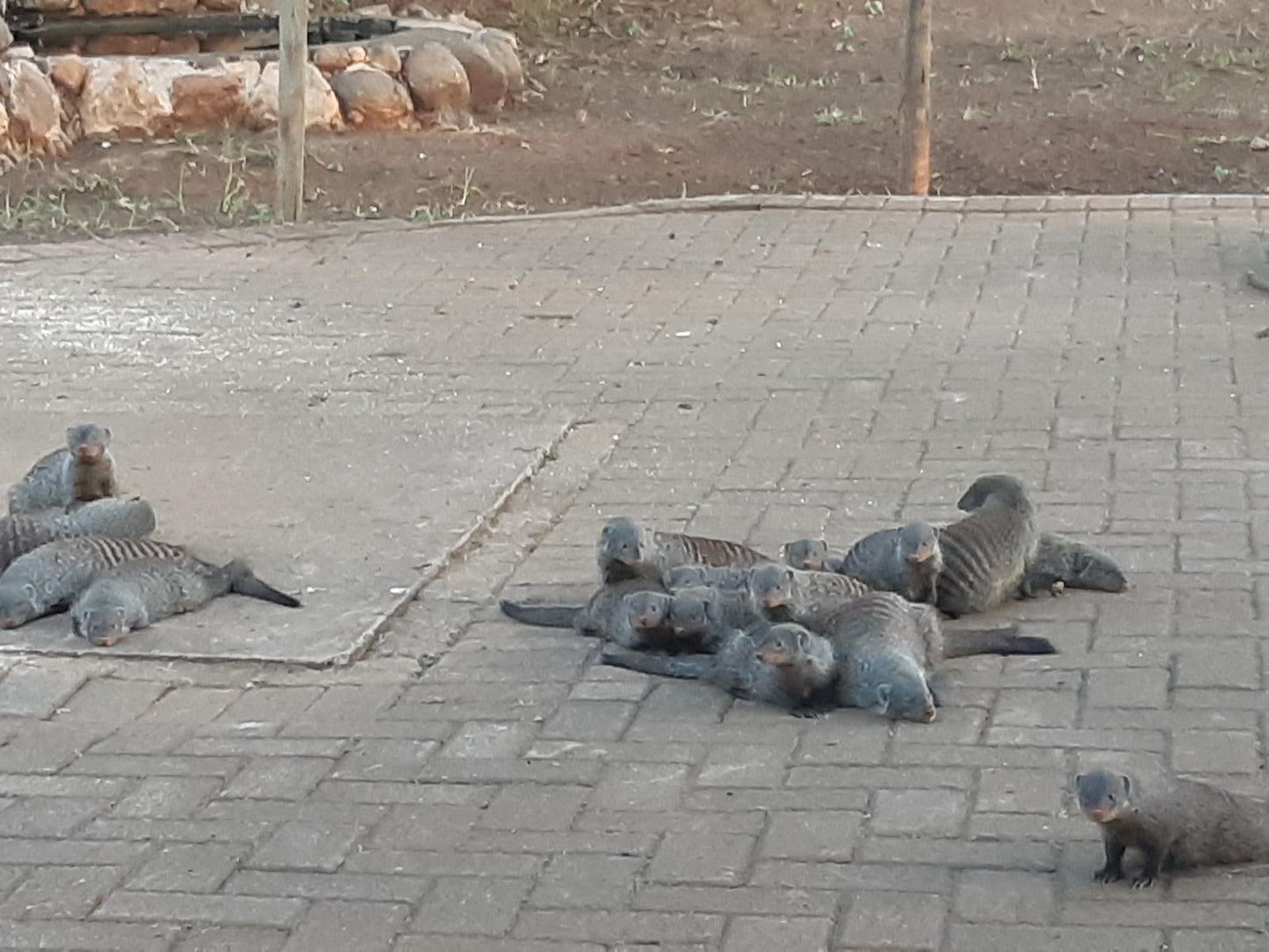 Marloth Wild Fig Marloth Park Mpumalanga South Africa Unsaturated, Dove, Bird, Animal