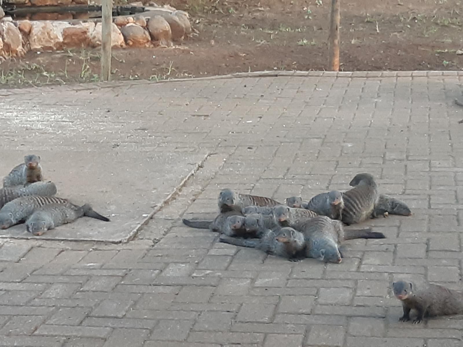 Marloth Wild Fig Marloth Park Mpumalanga South Africa Unsaturated, Dove, Bird, Animal